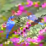 Afiqah Arshad imtiyazz profile icon