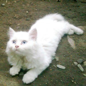 Rosita Anggraeni profile icon