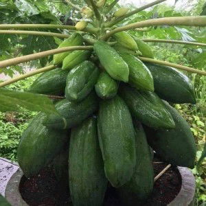 คนบ้านนอก ปลูกผักเลี้ยงไก่ profile icon