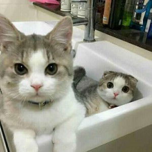 ummu hisyam profile icon