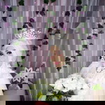 Aprilia Junior profile icon