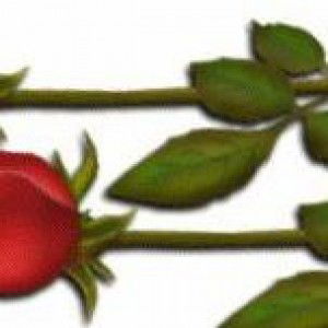 Siti Nur Shahirah Mahmudi profile icon