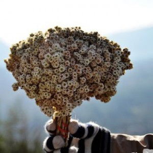 Viki Astria profile icon