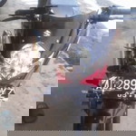 Mustaqim , profile icon