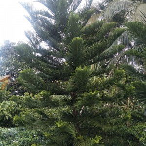 Pornlapat Su profile icon