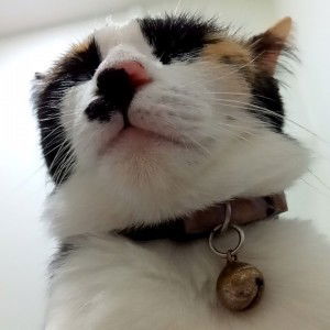 Laksana Sornsakda Nook profile icon