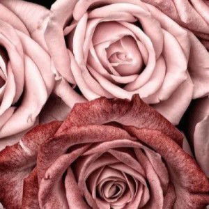 Anis Farhah profile icon