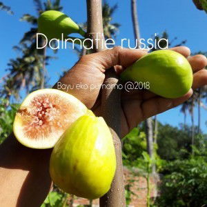 Bayu Eko Purnomo profile icon