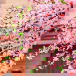 Novita Sari Putri profile icon