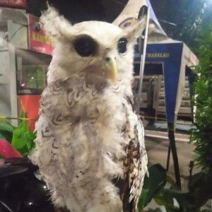 Zahra Hafsy profile icon