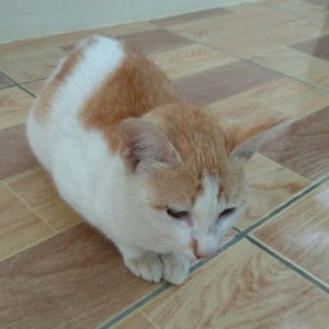 Aprilia Pratiwi profile icon