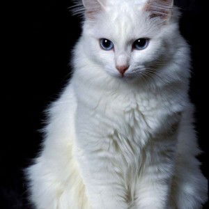 Neneng Hartini Funnyshp profile icon