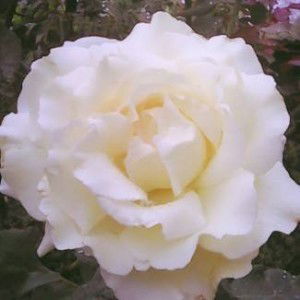 ยุภาวดี สะไบ profile icon