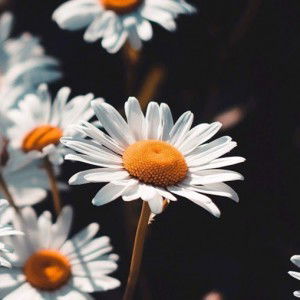 Laela Fitriyah profile icon