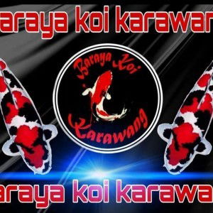 Srii Irezz Baraya Koi profile icon