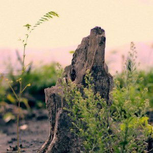 Lestari profile icon