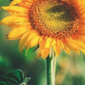 Dila Octaviani profile icon