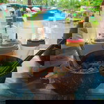 อนิซ แวนายี profile icon