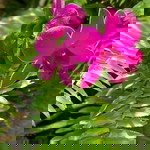 กิ่งน้อย คอยแป๊บนึง profile icon