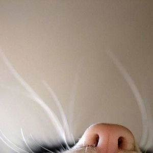 Rahmawati Hidayanto profile icon