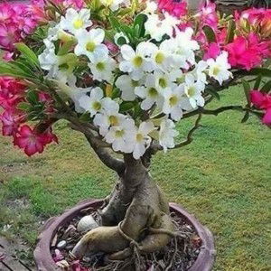 Efri Ani profile icon