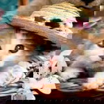 Laiba Owais profile icon