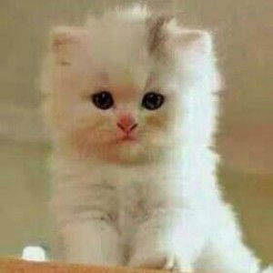 aree farhan profile icon