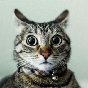 I'bew Chanamon profile icon