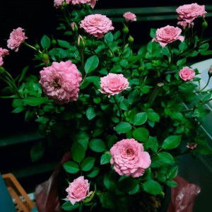 Aon Chutiphon profile icon