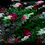 Aon Chutiphon profile icon