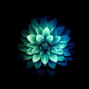 Halimatussa'diyah profile icon