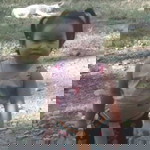 Shirly Candia Eramis Sarona profile icon