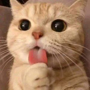 Acey Cypress profile icon