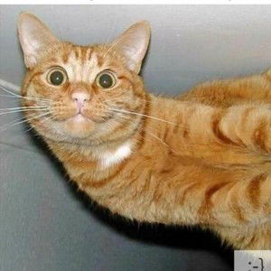 Sarah Hanie profile icon