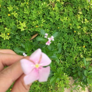 Cô Bé Xương Rồng profile icon