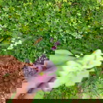 Cô Bé Xương Rồng profile icon