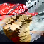 Jao Santiago profile icon