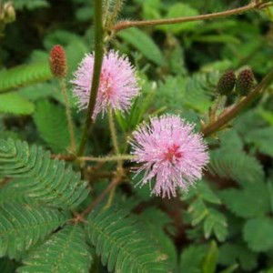 Maiyarab Jansiri profile icon