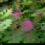 Maiyarab Jansiri profile icon