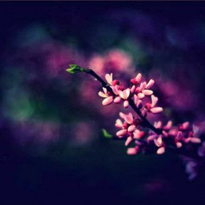 Meisari profile icon