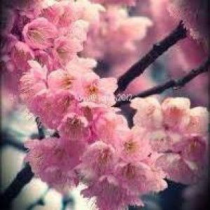 Septiana Widiyanti profile icon