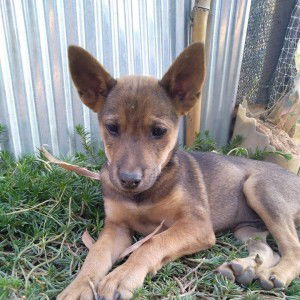 Malinee Tama profile icon