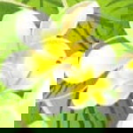 อรนุช เพชรหว้าโง๊ะ profile icon