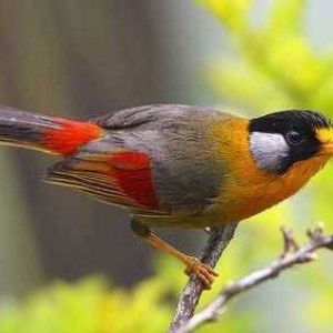 Andul Andul profile icon