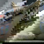 Zigit Wahyu profile icon