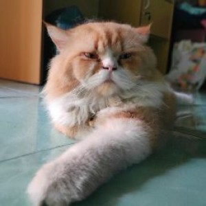 Ayu Pratama profile icon