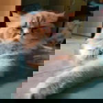 Ayu Pratama profile icon