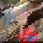 Ox Celyn profile icon