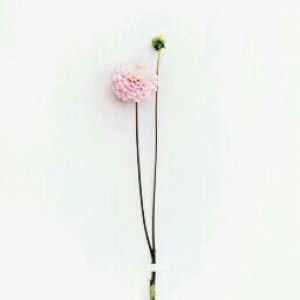 Ririn Tri Oktaviani profile icon