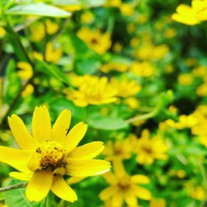 Linda Febrianti profile icon